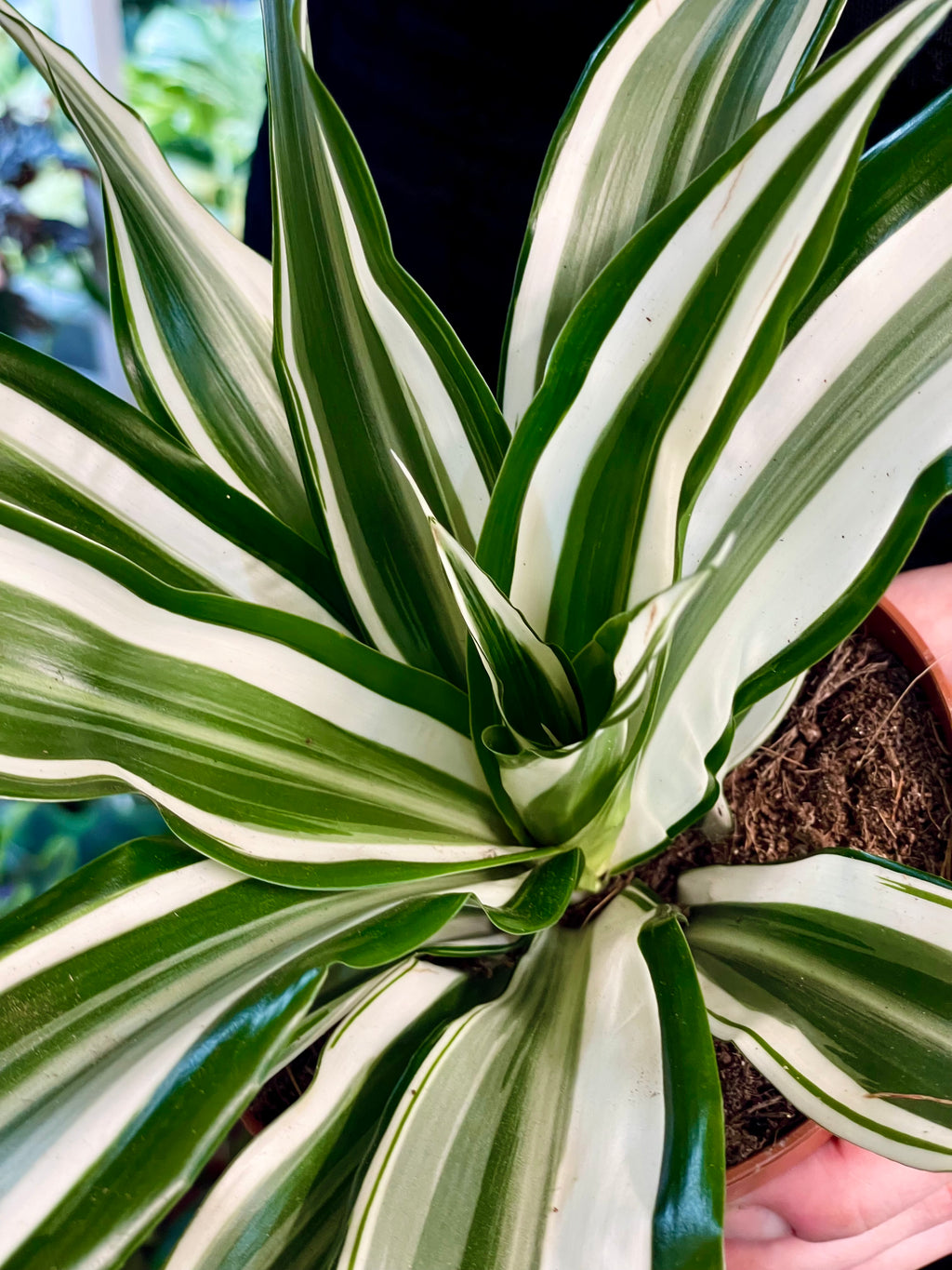 Dracaena White Jewel 12cm pot