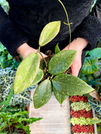 Hoya wibergiae fi10,50