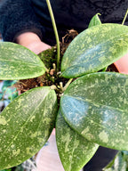 Hoya wibergiae fi10,50