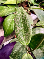 Hoya wibergiae fi10,50