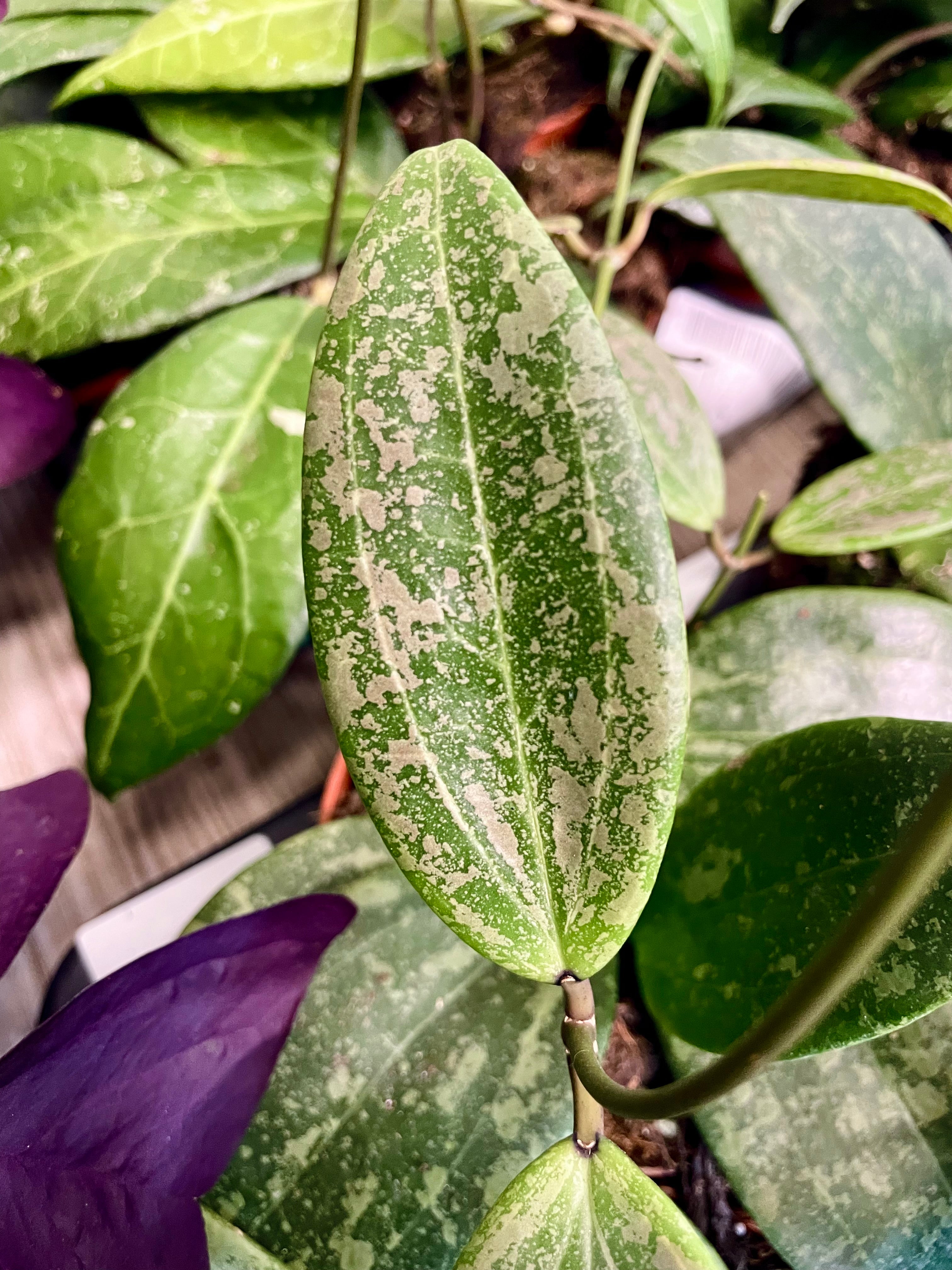 Hoya wibergiae fi10,50