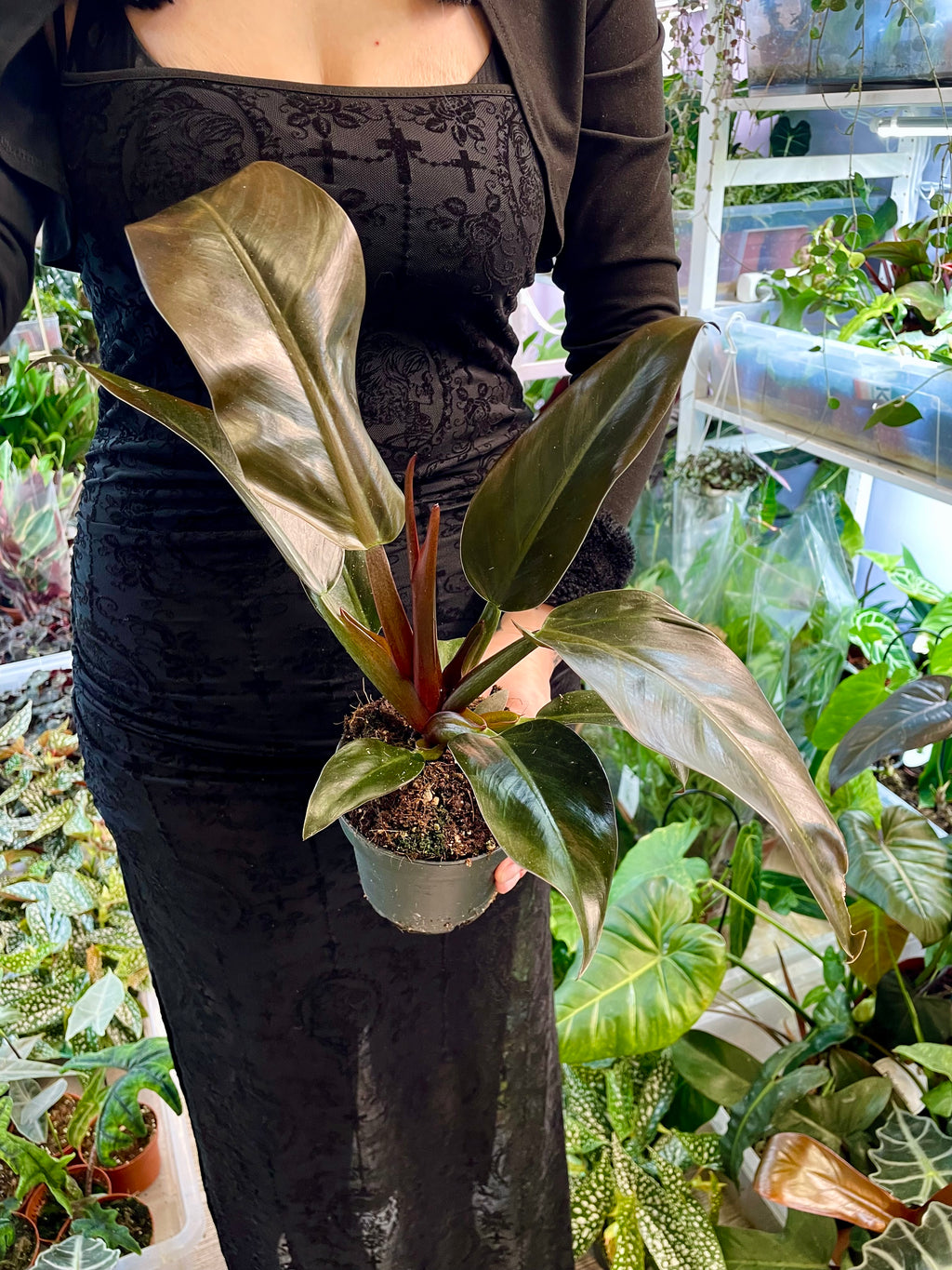 philodendron imperial.red Philodendron Imperial Red pot 12 – PLANTMANIA