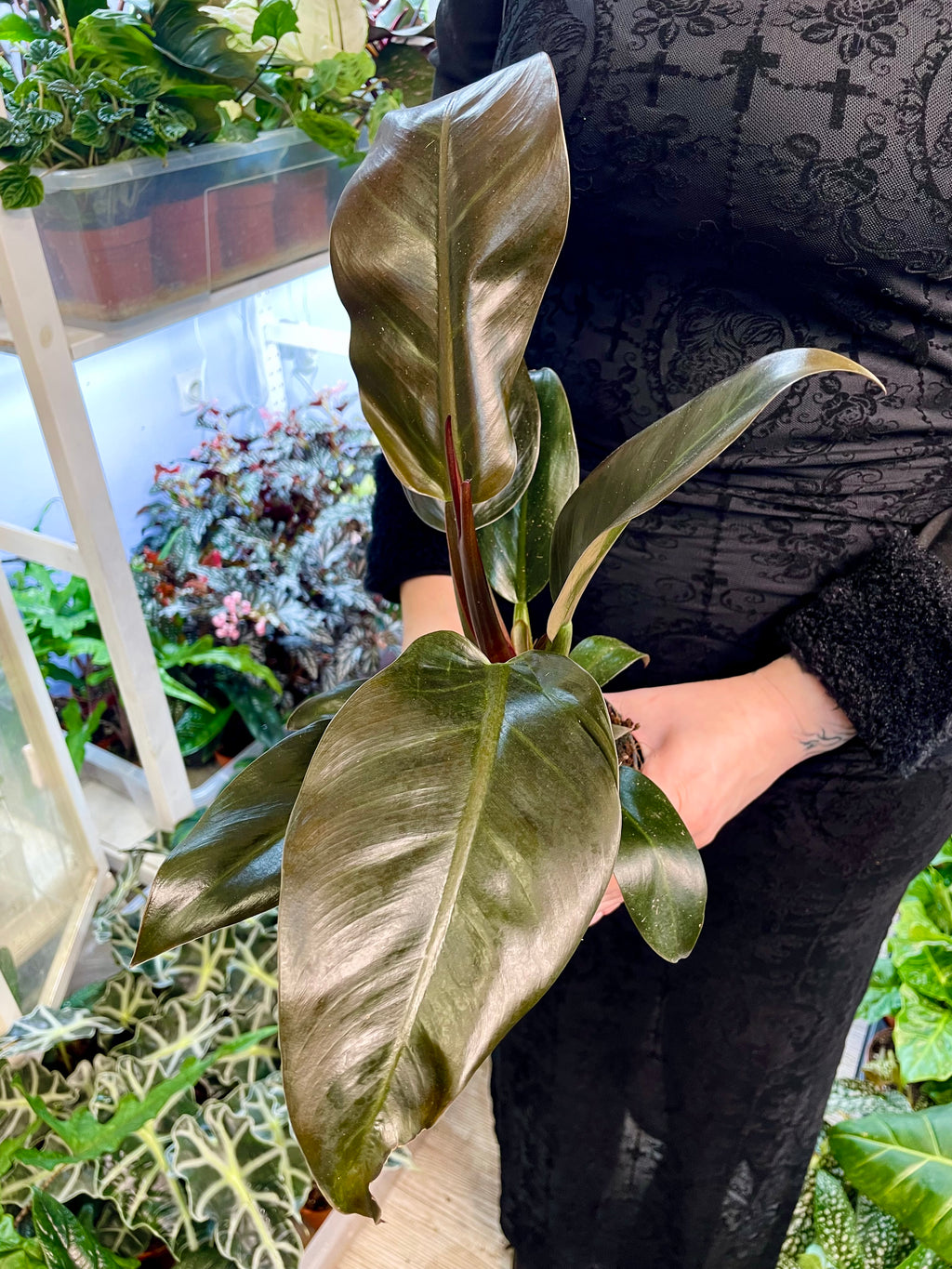 Philodendron Imperial Red fi12