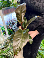 Philodendron Imperial Red fi12