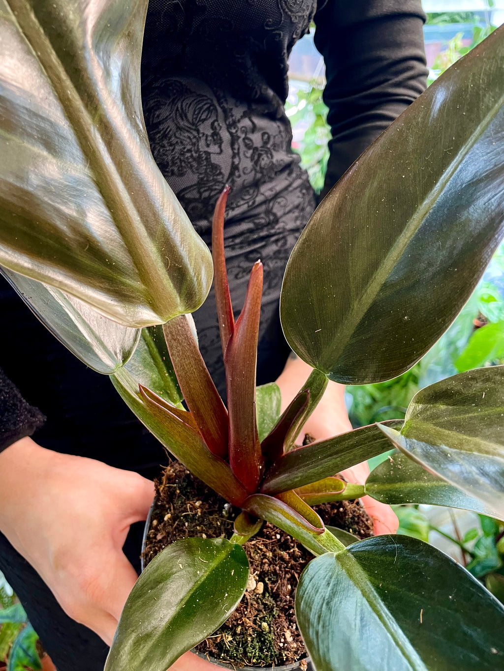 philodendron imperial red plant Philodendron Imperial Red pot 12 – PLANTMANIA