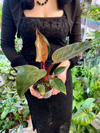 Philodendron Birkin Pink Bikini 10.50 cm