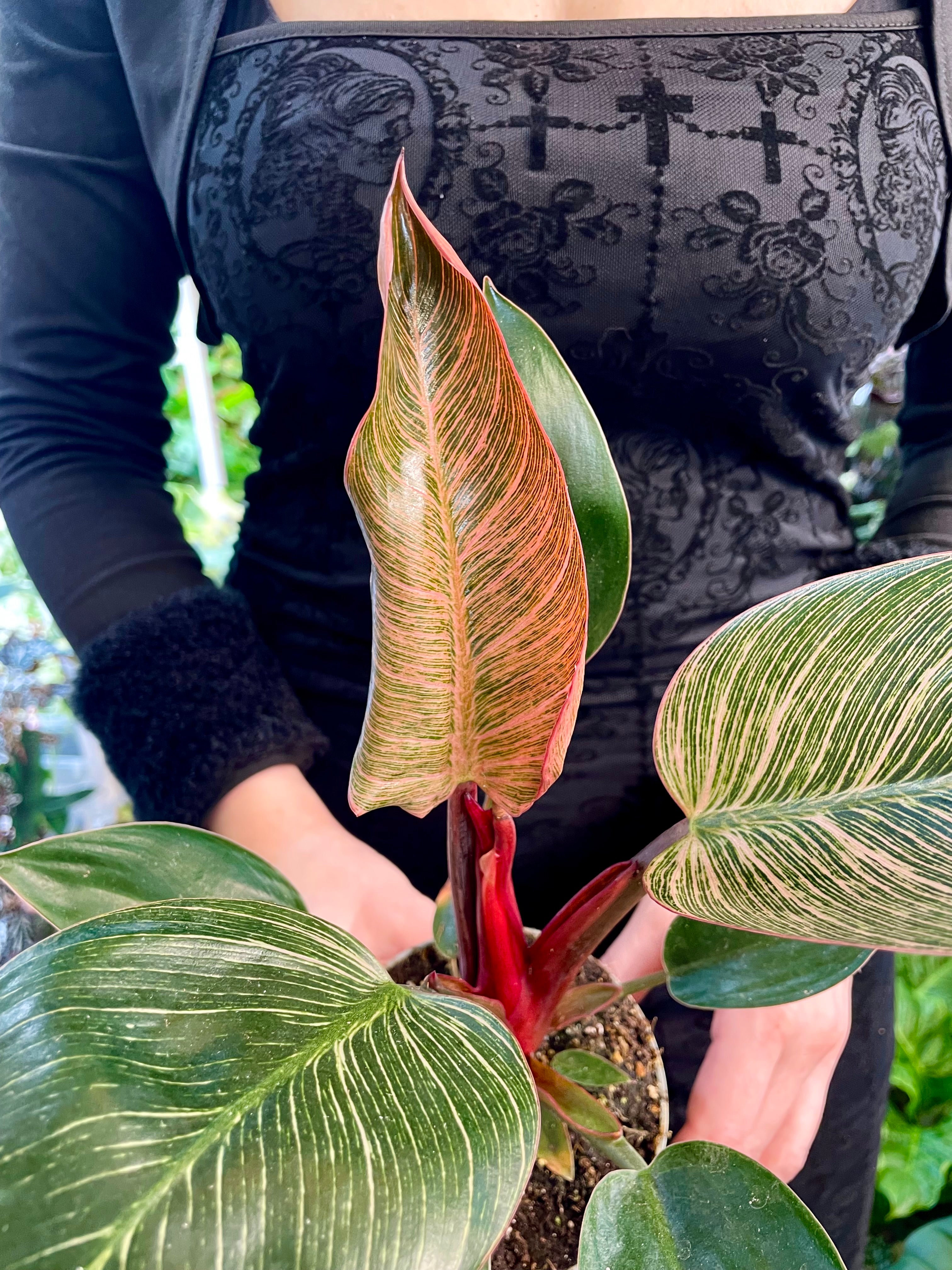 Philodendron Birkin Pink Bikini 10.50 cm – PLANTMANIA