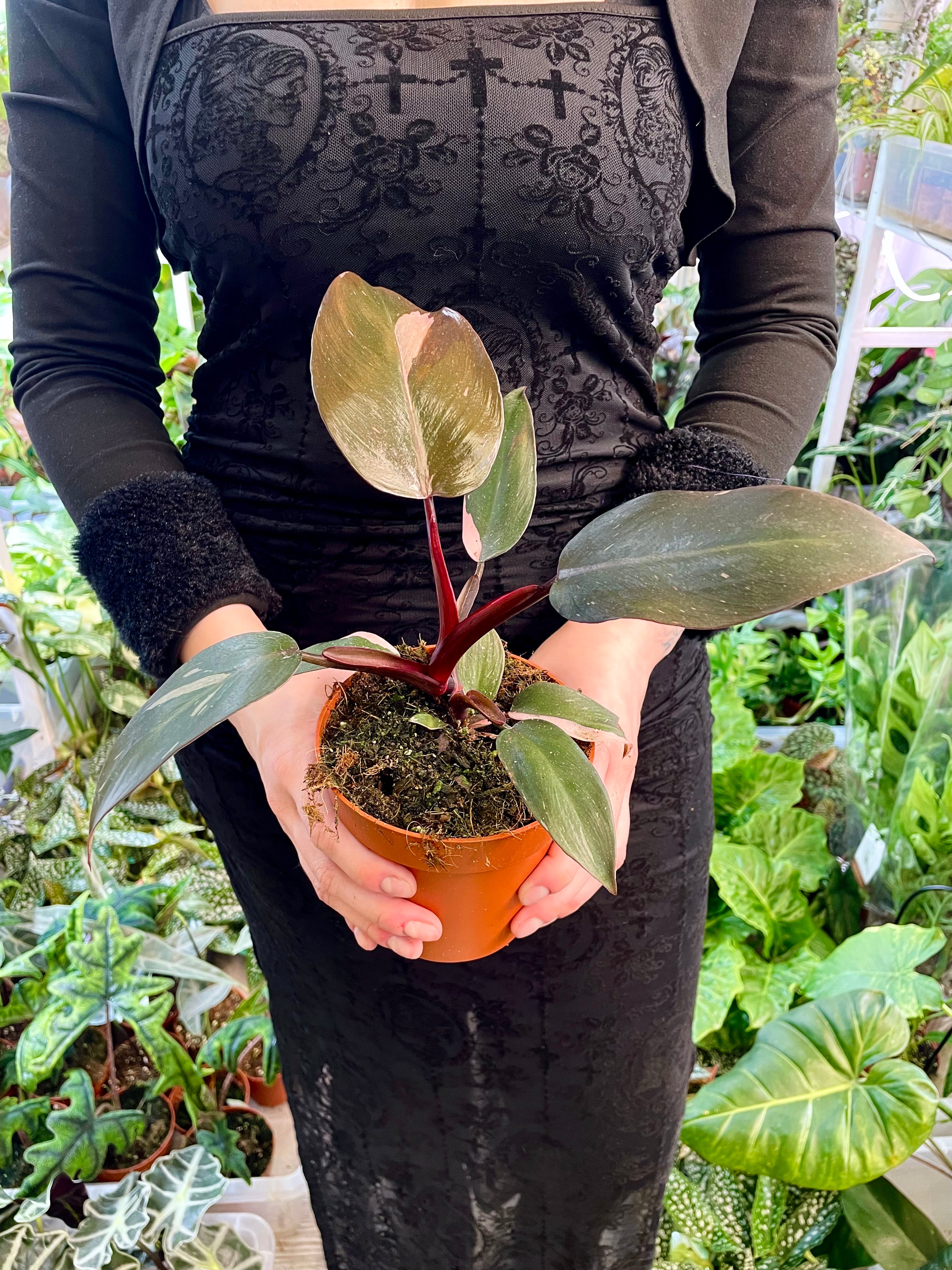 burgundy princess philodendron Philodendron Burgundy Princess 12 cm pot – PLANTMANIA