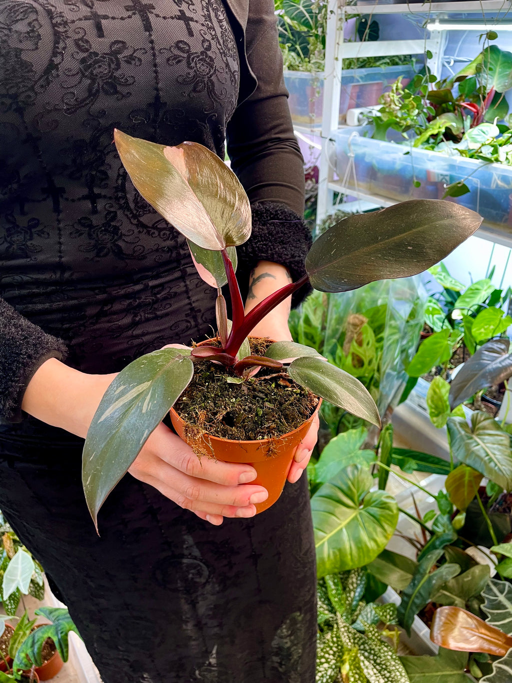 Philodendron Burgundy Princess fi12
