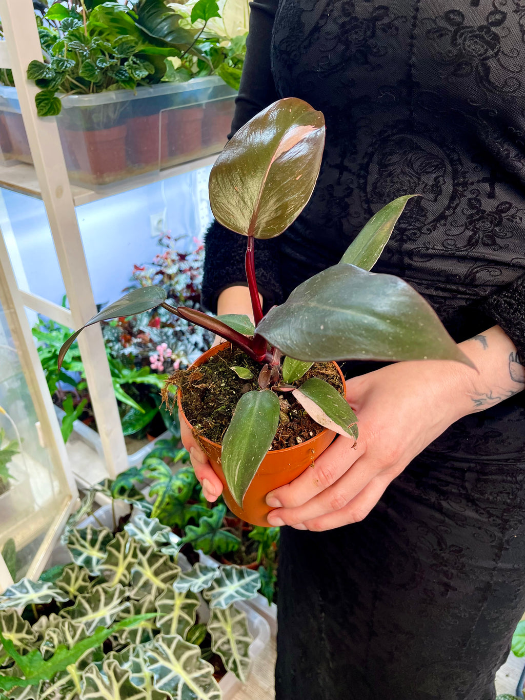 Philodendron Burgundy Princess fi12