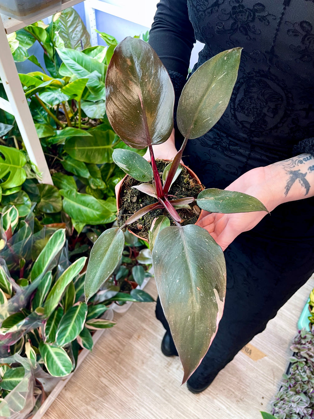 Philodendron Burgundy Princess fi12