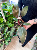 Philodendron Burgundy Princess fi12