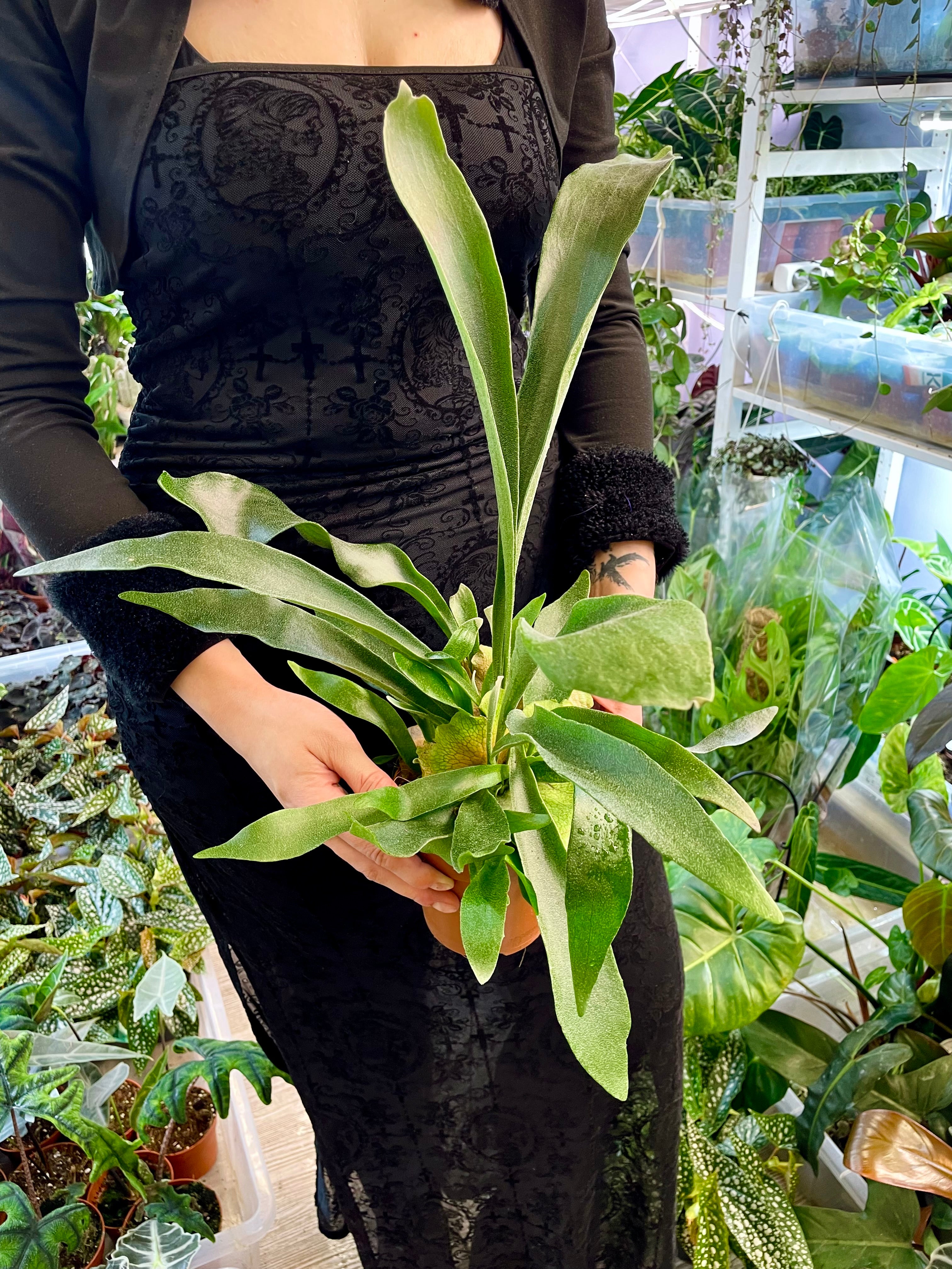 Platycerium Bifurcatum paprat Jelenji rog fi12