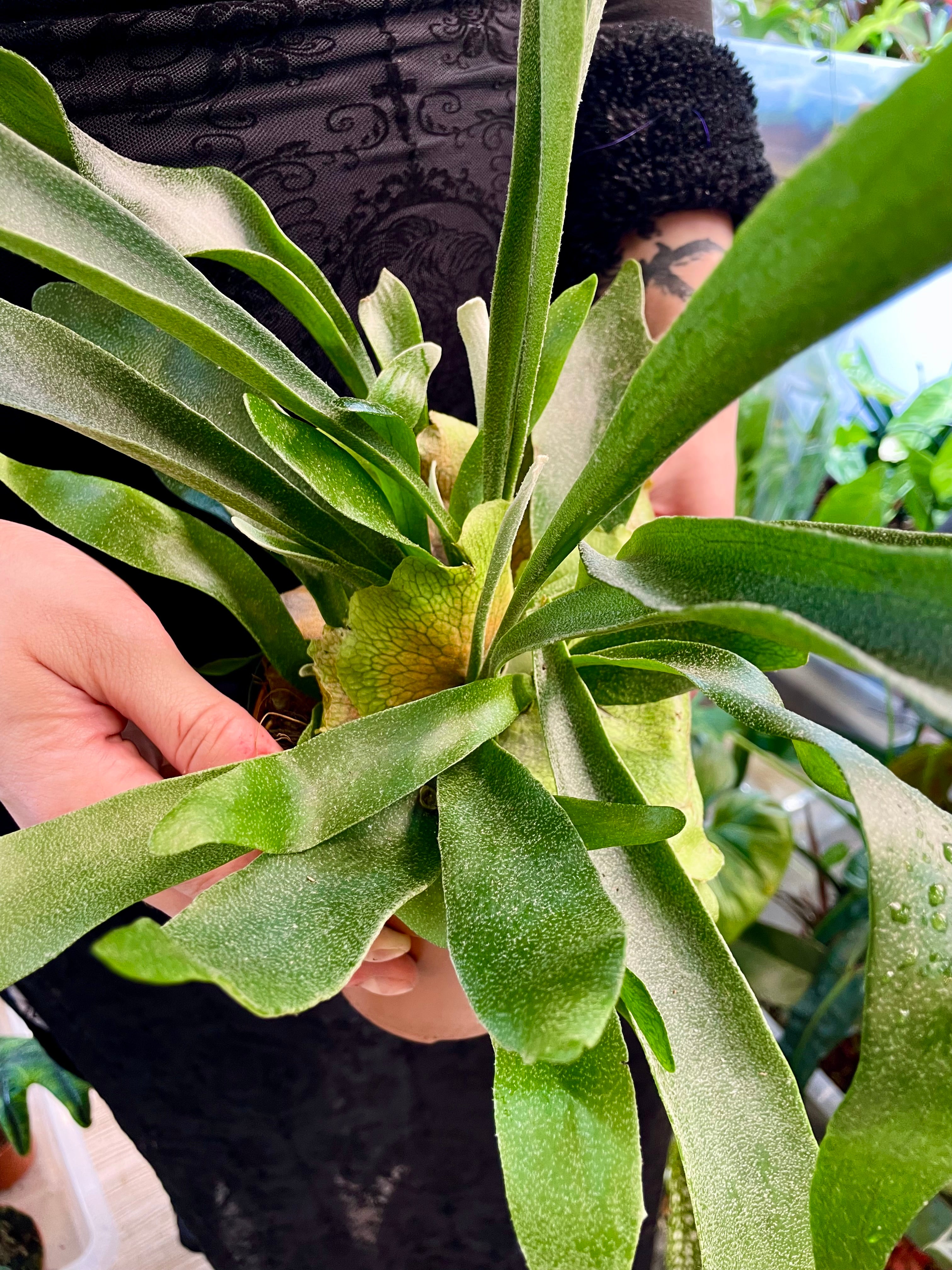 Platycerium Bifurcatum paprat Jelenji rog fi12