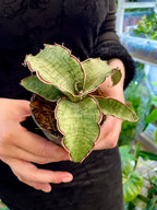 Sansevieria Kirkii Silver Blue fi8,50