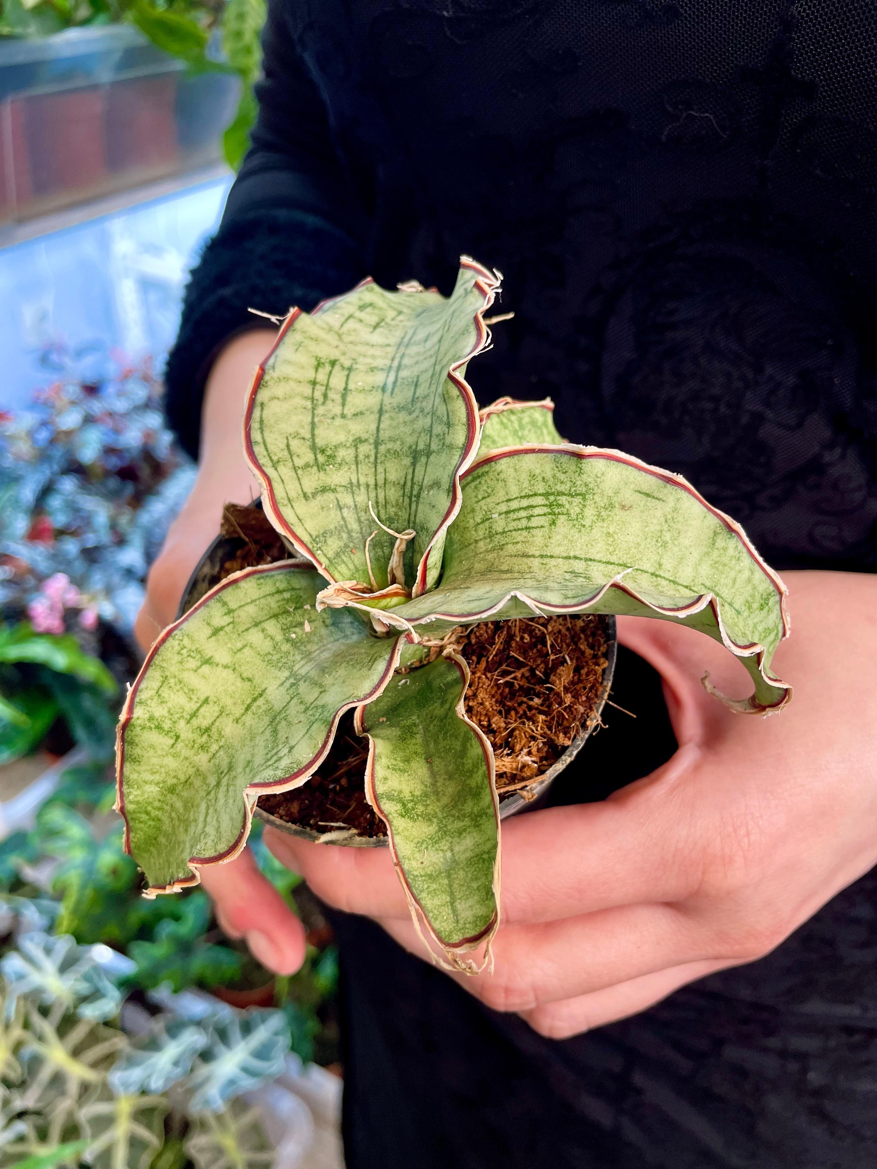 Sansevieria Kirikii Silver Blue fi8,50