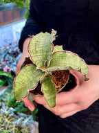 Sansevieria Kirkii Silver Blue fi8,50