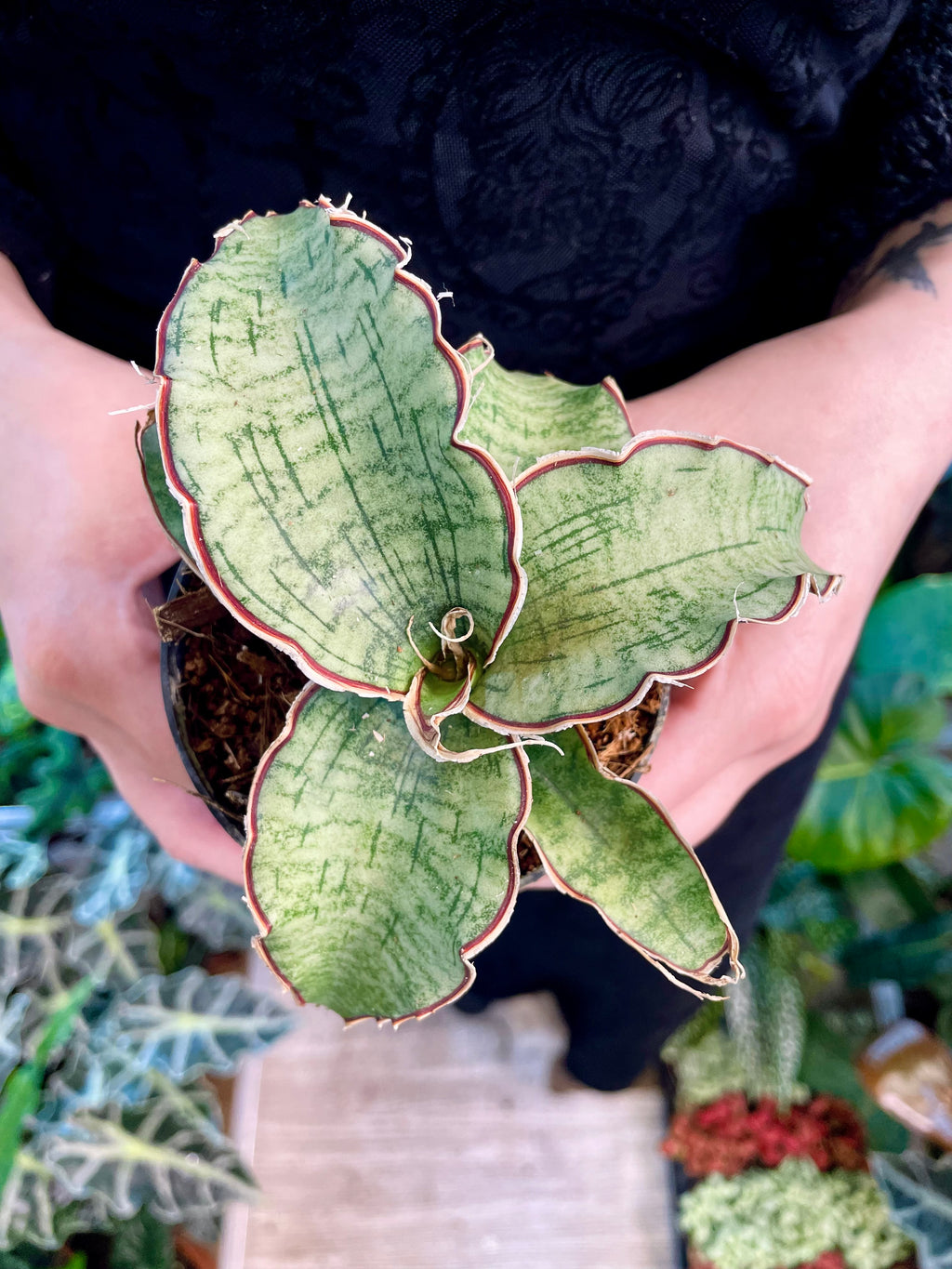 Sansevieria Kirkii Silver Blue fi8,50
