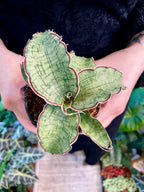 Sansevieria Kirkii Silver Blue fi8,50