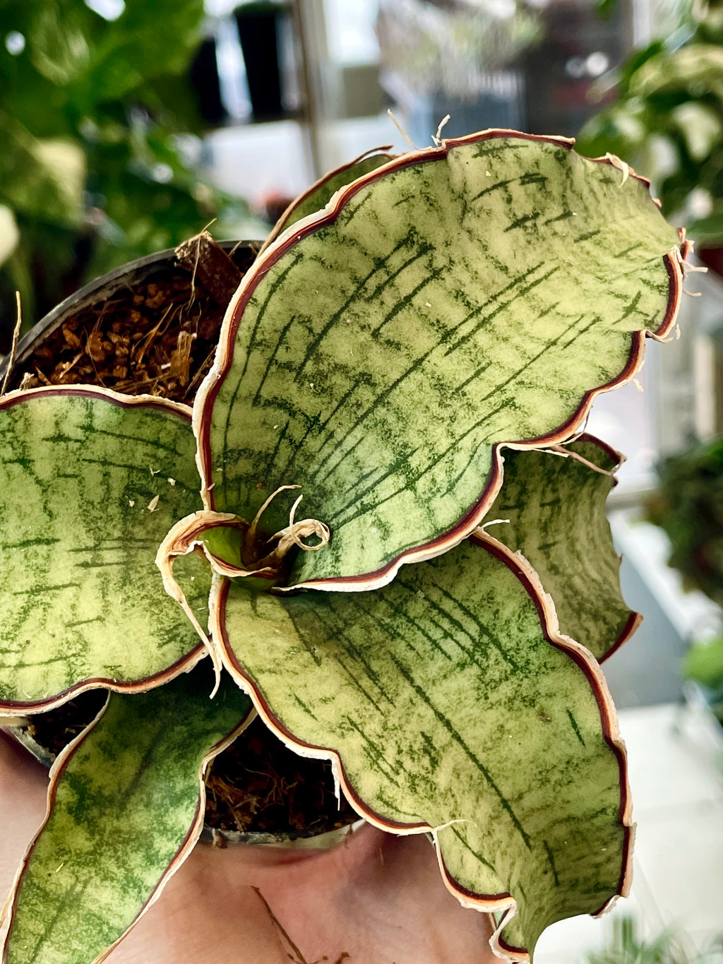 Sansevieria Kirkii Silver Blue fi8,50