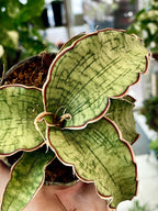 Sansevieria Kirkii Silver Blue fi8,50
