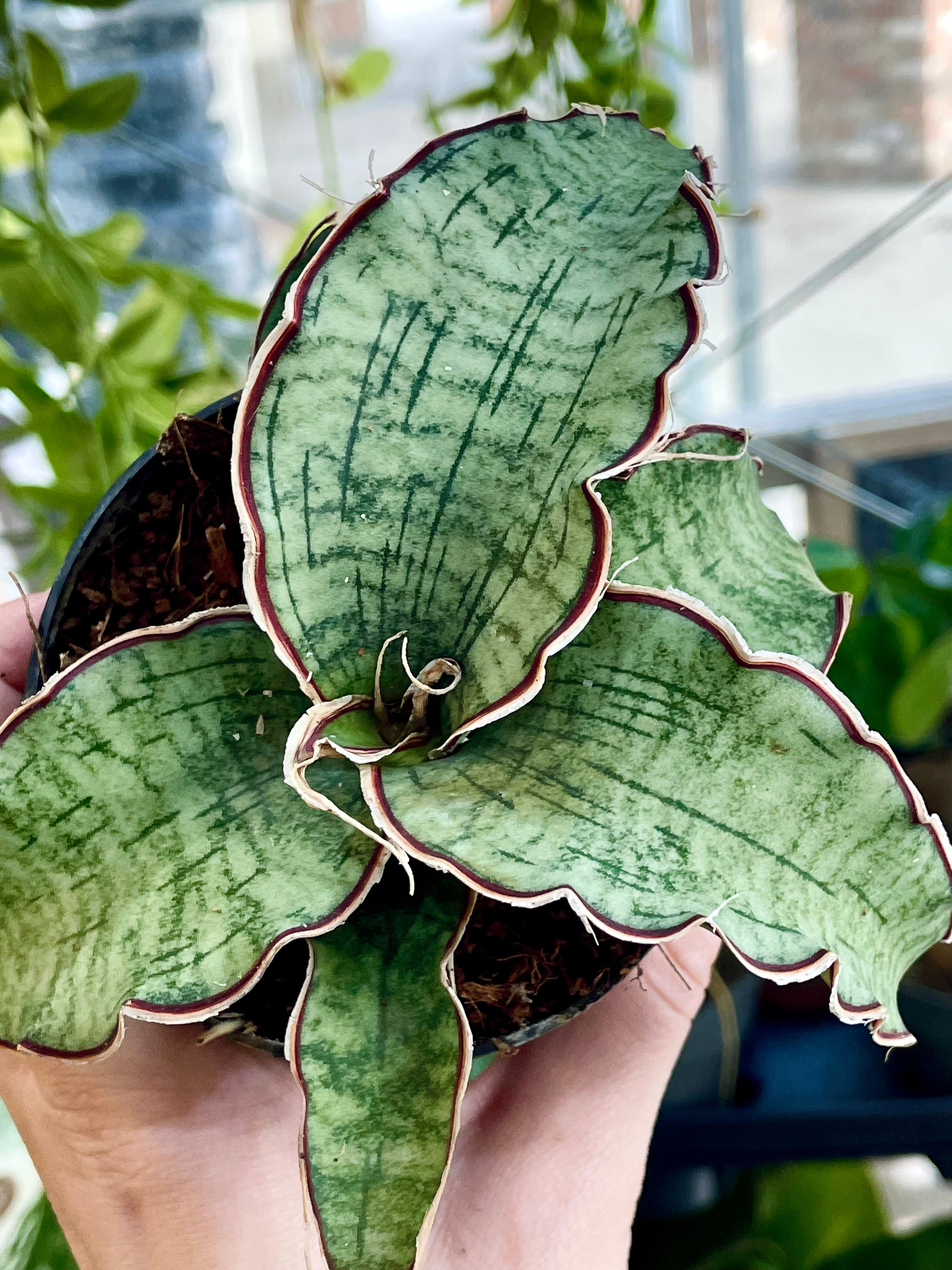 Sansevieria Kirikii Silver Blue fi8,50