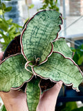 Sansevieria Kirkii Silver Blue fi8,50