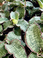 Sansevieria Kirkii Silver Blue fi8,50