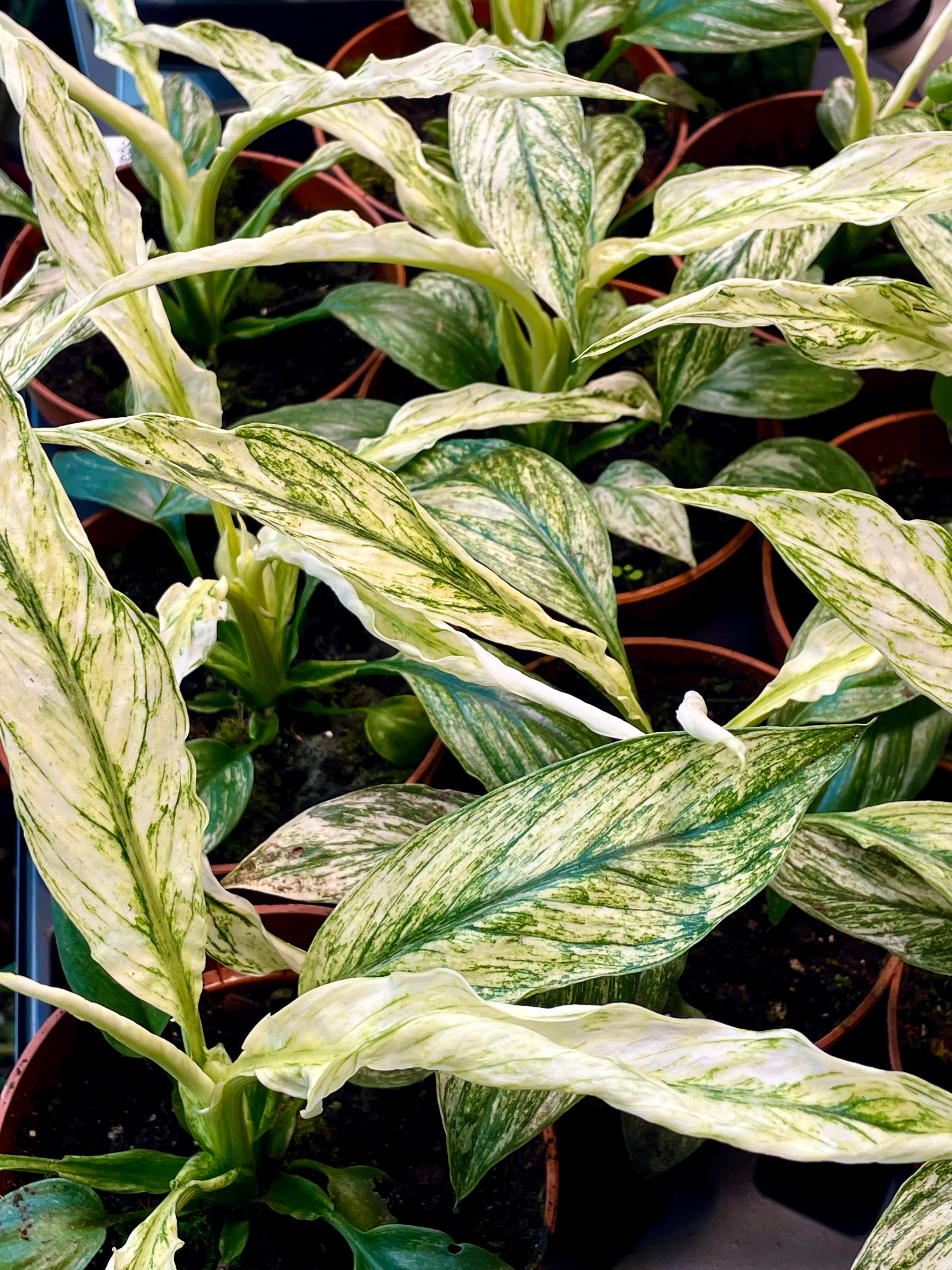 Spathiphyllum Sensation Variegated fi10,50