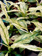 Spathiphyllum Sensation Variegated fi10.50