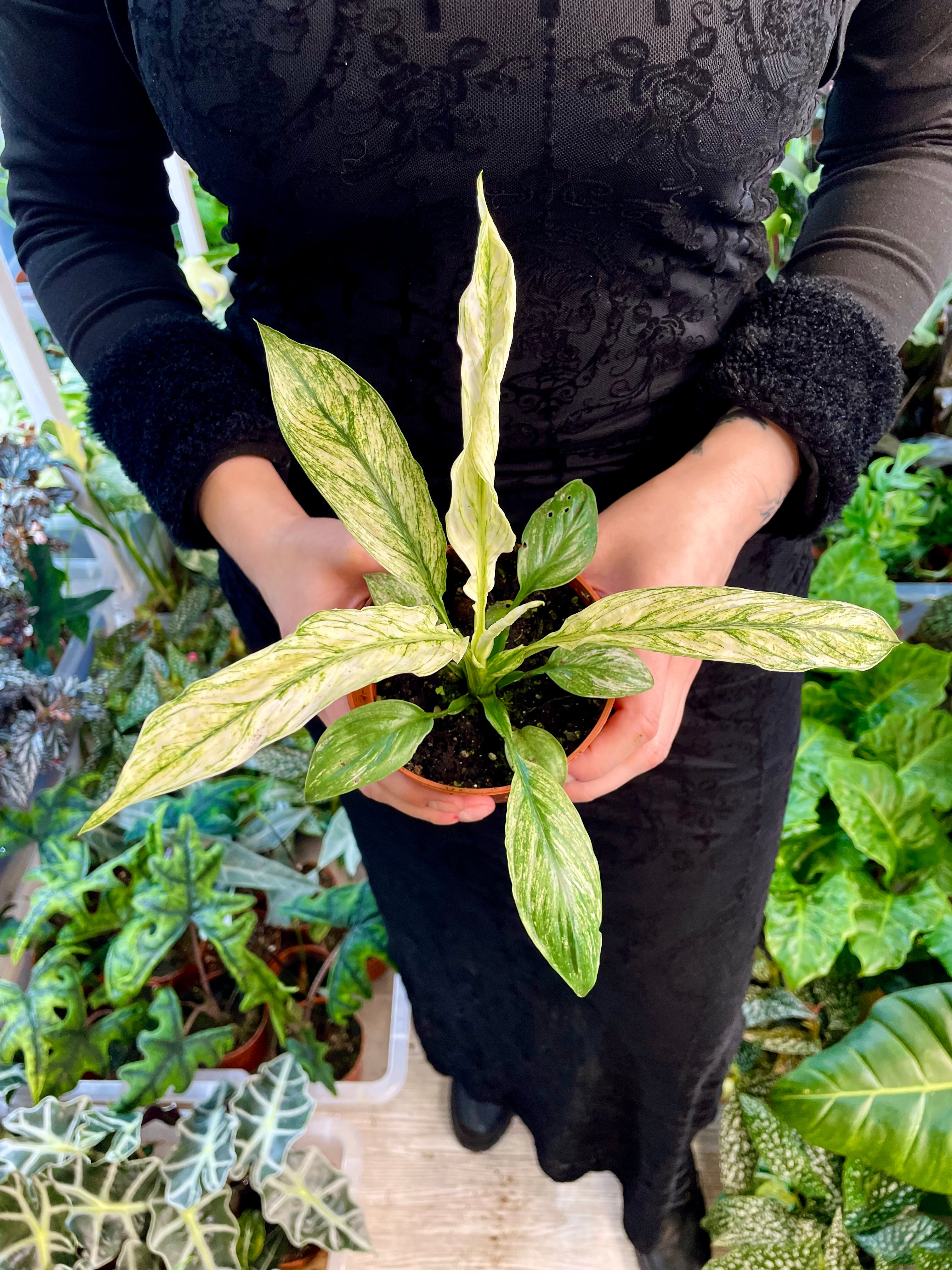 Spathiphyllum Sensation Variegated fi10,50