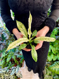 Spathiphyllum Sensation Variegated fi10.50