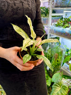 Spathiphyllum Sensation Variegated fi10.50