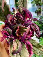 Gynura Purple Passion variegata fi7