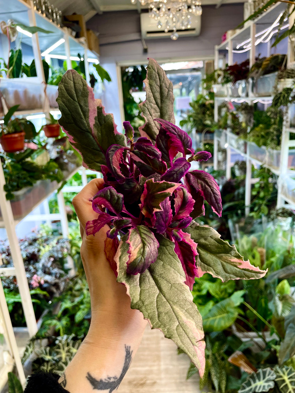 Gynura Purple Passion variegata fi7