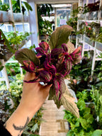 Gynura Purple Passion variegata fi7