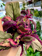 Gynura Purple Passion variegata fi7