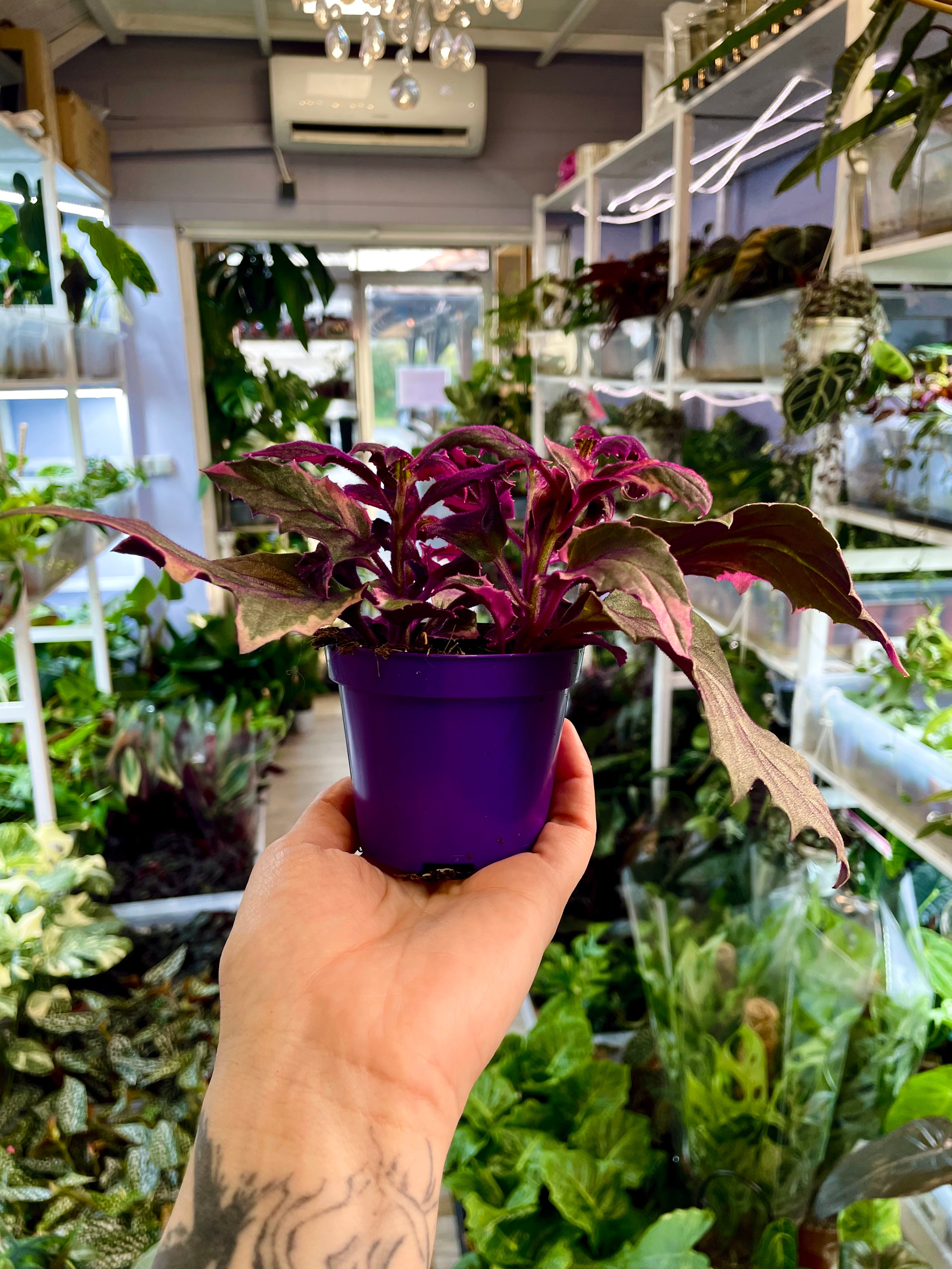 Gynura Purple Passion variegata fi7