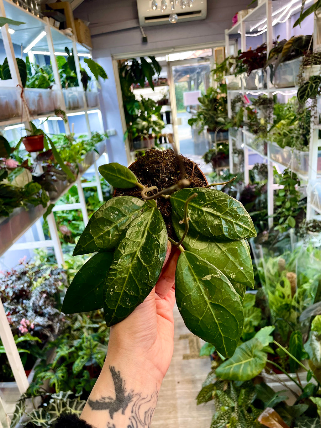 Hoya verticillata Lampung fi10,50