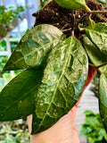 Hoya verticillata Lampung fi10,50