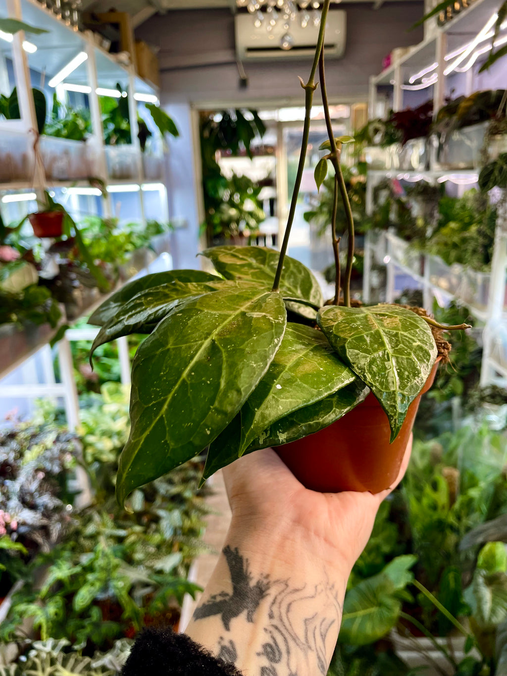 Hoya verticillata Lampung fi10,50
