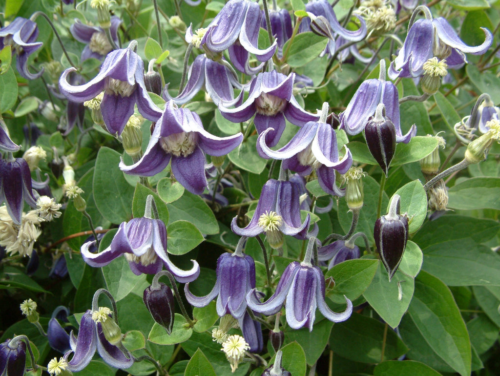 Clematis Integrifolia Fascination® fi17