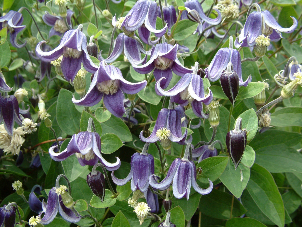 Clematis Integrifolia Fascination® fi17