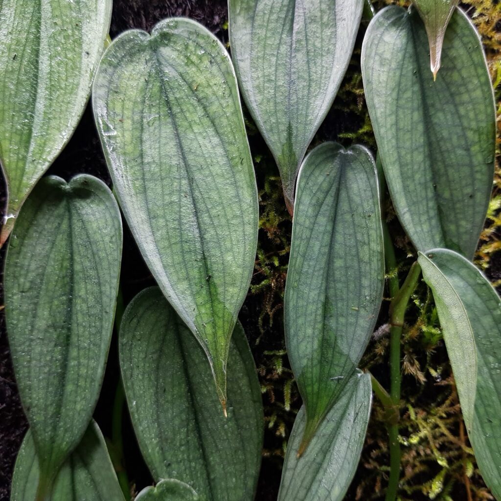 Philodendron Burle Marx Fantasy fi8