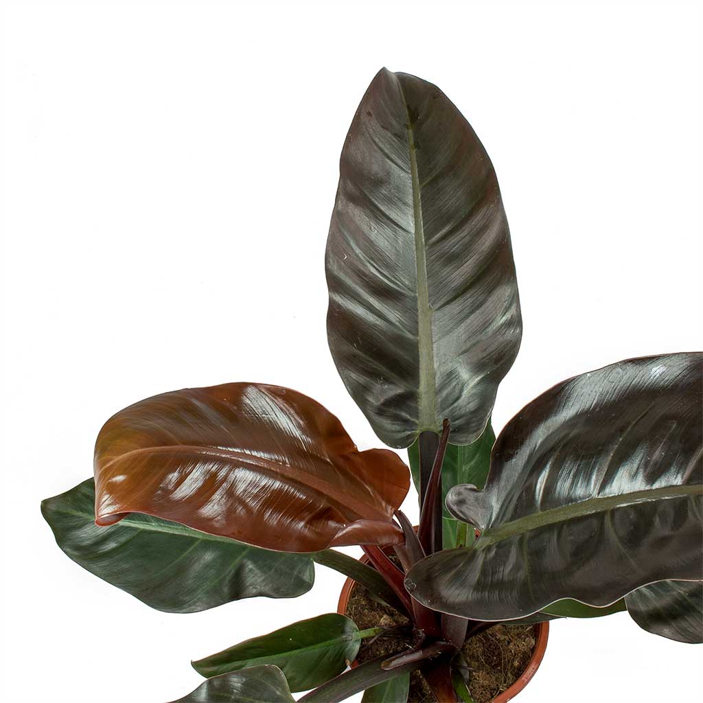 Philodendron Imperial Red fi12