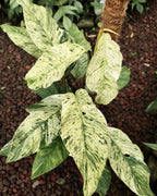 Rhaphidophora Foraminifera variegata fi7