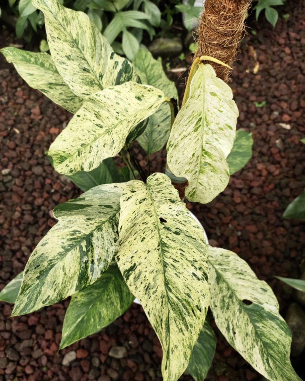 Rhaphidophora Foraminifera variegata fi7