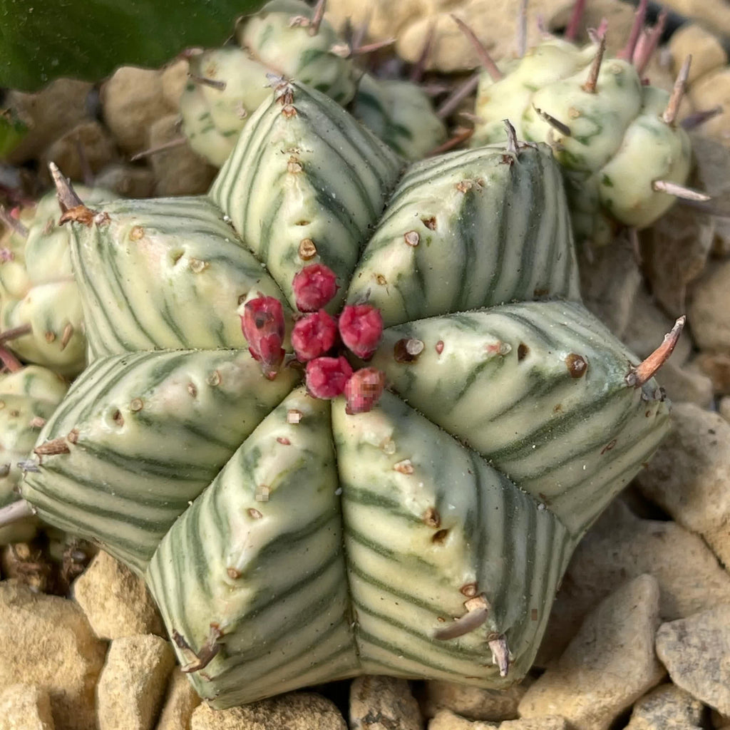 Euphorbia Meloformis Variegata fi6,5