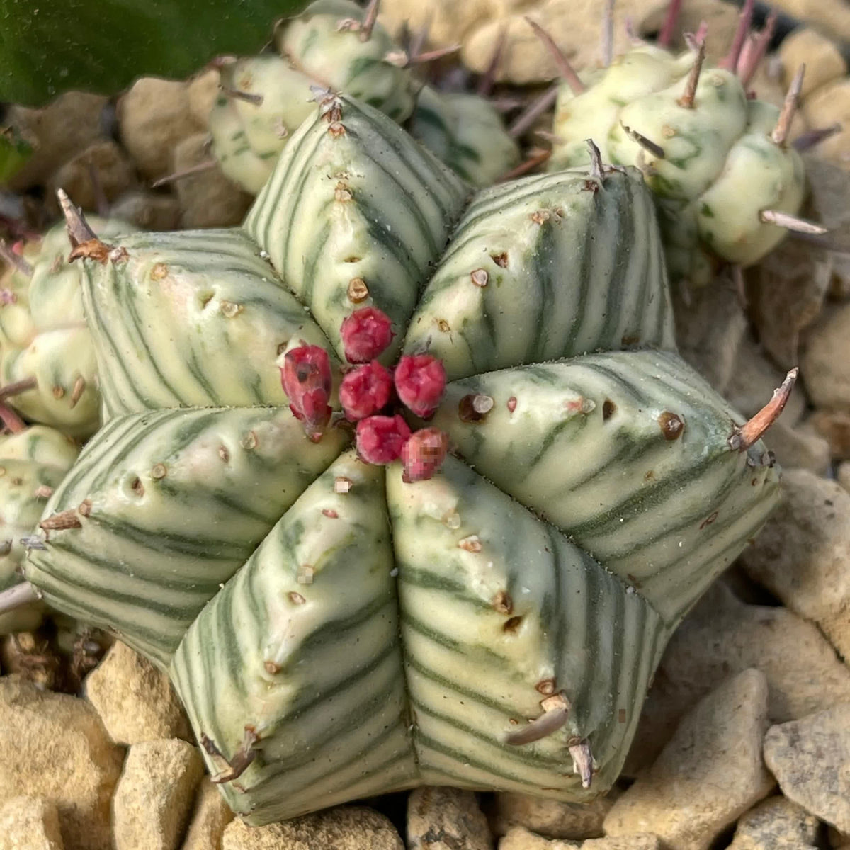 Euphorbia Meloformis Variegata fi6,5