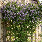 Clematis Integrifolia Fascination® fi17